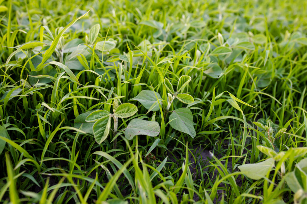 erva daninha green place pasto