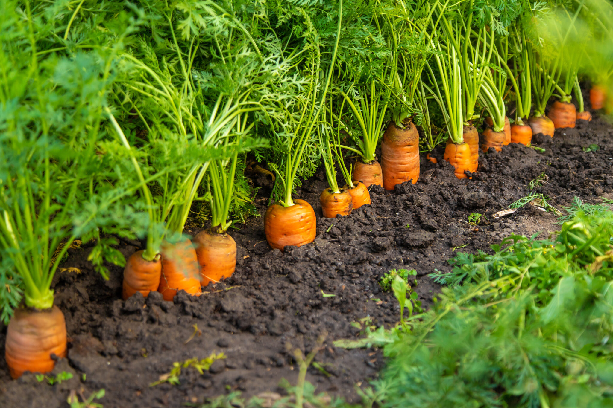 plantação de cenoura