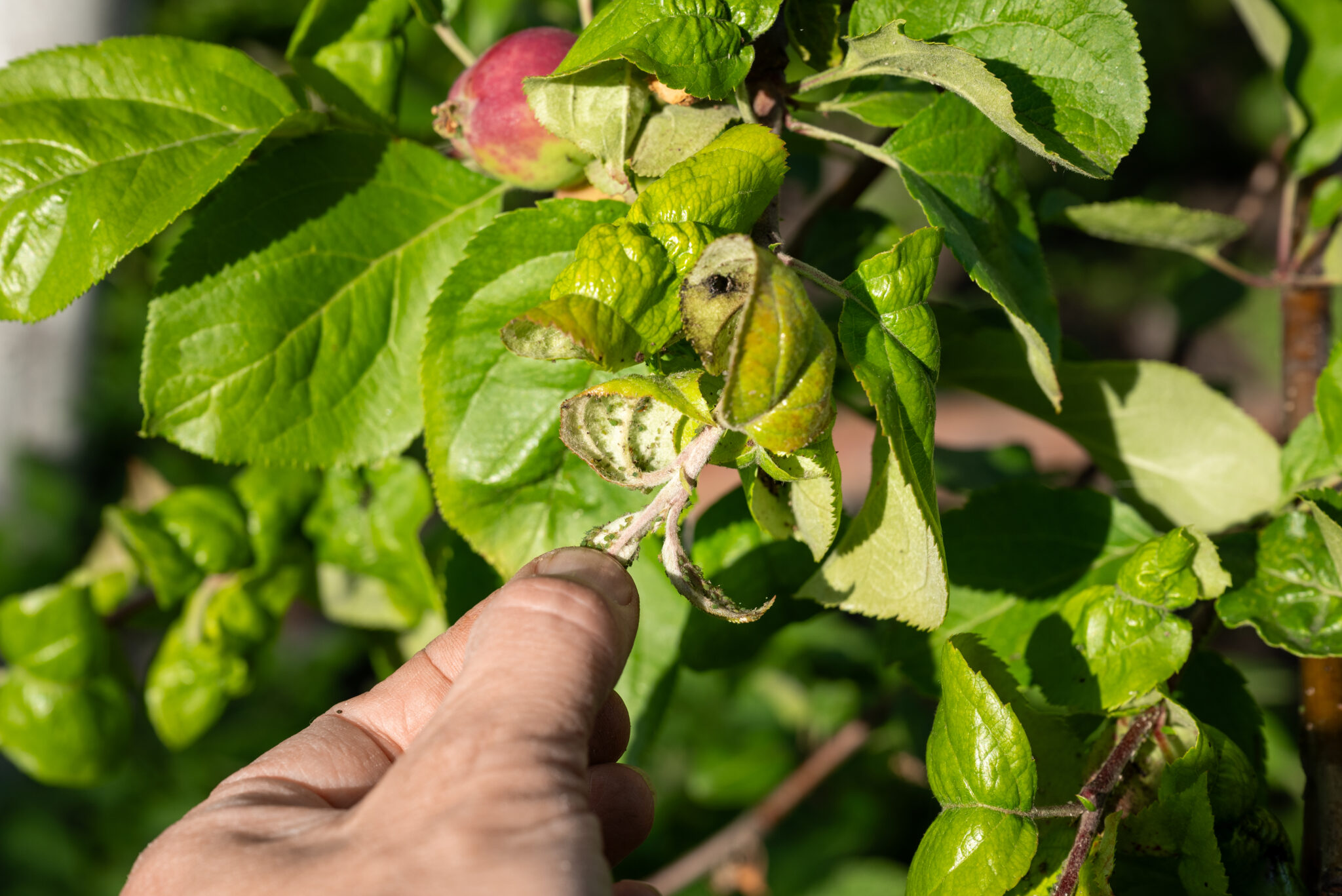 estresse ambiental agricultura green place regenera pro