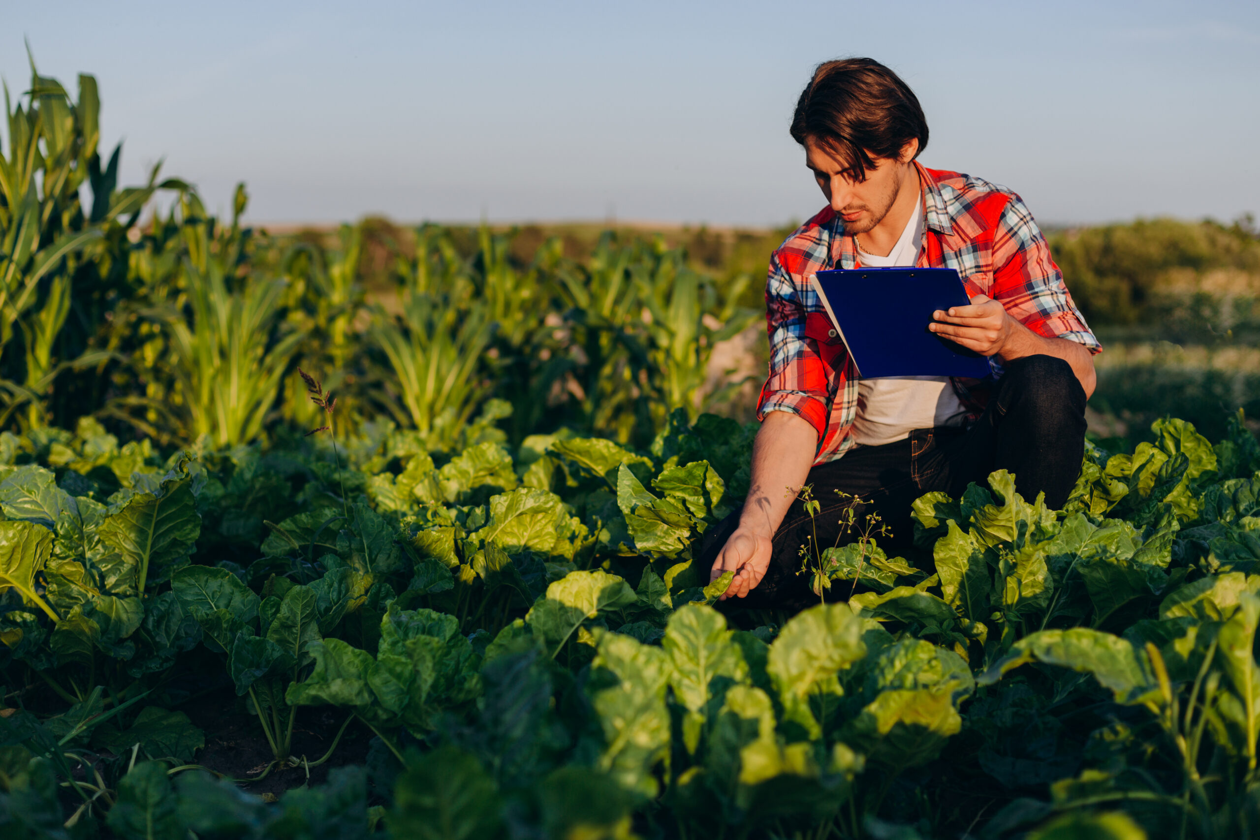 engenheiro agrônomo