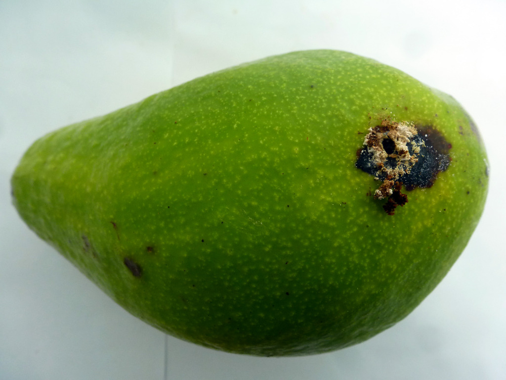 broca do abacate manejo green place