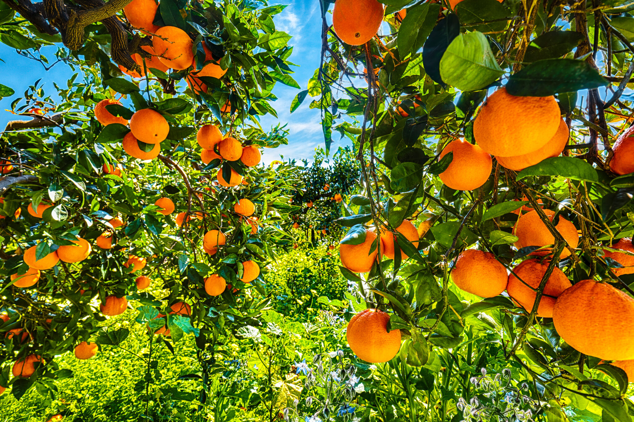 citricultura brasileira blog green place plantação de laranja
